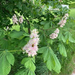 What’s growing in your garden? Focus on Horse Chestnut (Aesculus hippocastanum)