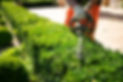Home and garden concept. Hedge trimmer in action. Shrub trimming work. Shrub pruning. Gard