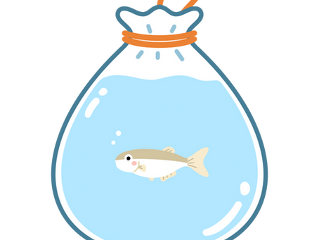 めだかすくい開催