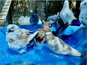 H5 Bird flu devastates Victorian wildlife