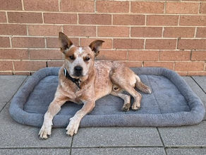 Abandoned Dog Finds Forever Home