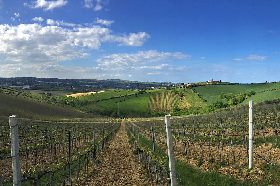 Thumbnail: Fosso Corno Montepulciano Abruzzo Colline Teramane Il Grande Silenzio DOCG, 2022