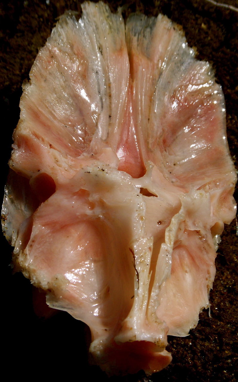 fish skull, post meal 1