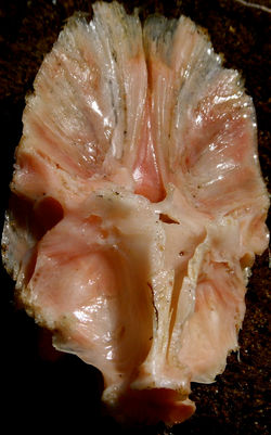 fish skull, post meal 1