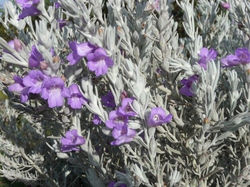 Eremophila Nivea (Spring Mist)