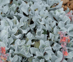Cotyledon orbiculata 'Silver Waves'