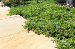 EREMOPHILA glabra Roseworthy