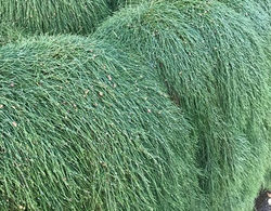 Casuarina glauca Cousin It