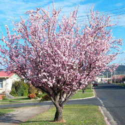 Prunus blireana
