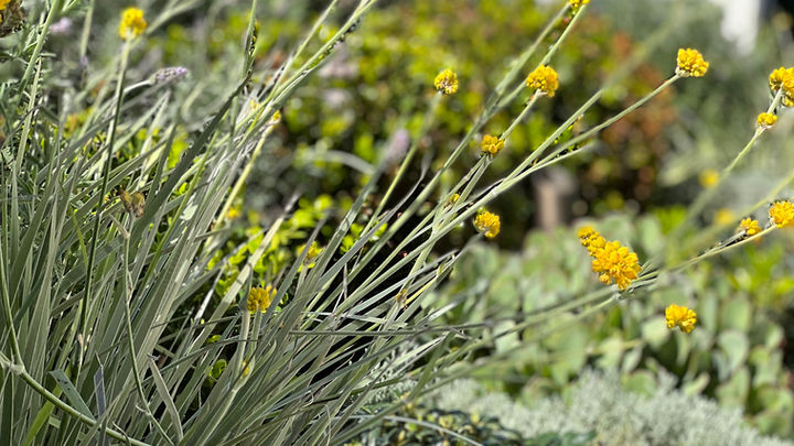 Tristan Peirce Landscape Architecture, Pool and landscape Design, outdoor seating and form
