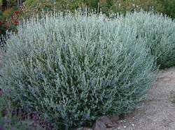 Olearia axillaris