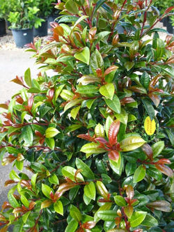 Syzygium Resilience 01