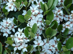 Rhaphiolepis Oriental Pearl