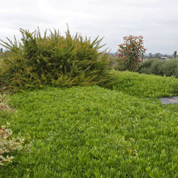 Myoporum parvifolium Broad Leaf