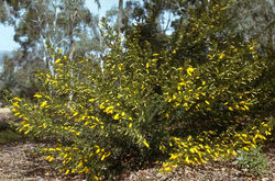 Acacia-drummondii