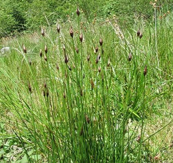 Juncus pallidus