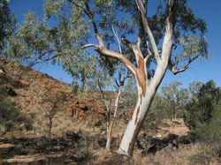 Eucalyptus Camaldulensis River Red Gum