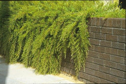 Grevillea Obtusifolia Gin Gin Gem