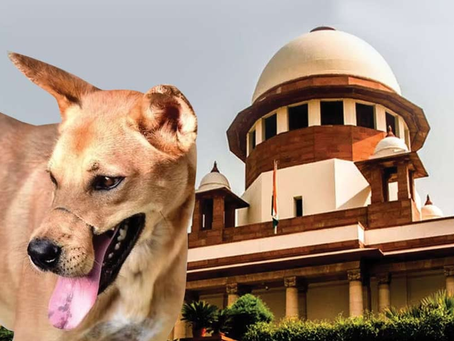 A tan dog with its tongue out stands in front of a white-domed building resembling a courthouse, under a clear sky.