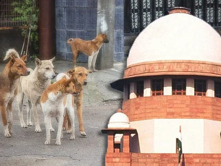 Dogs gathered on a street with the Supreme Court building in the foreground. Urban setting, red brick and white dome visible.