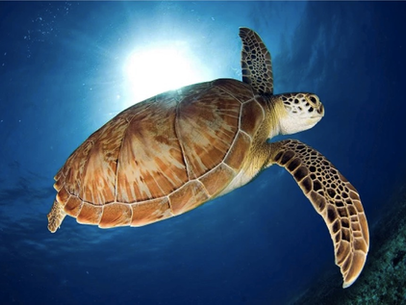 Mazunte, Oaxaca: naturaleza, espiritualidad y turismo sostenible en la Costa