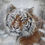 Thumbnail: Snow Tiger Wildlife Portrait Painting