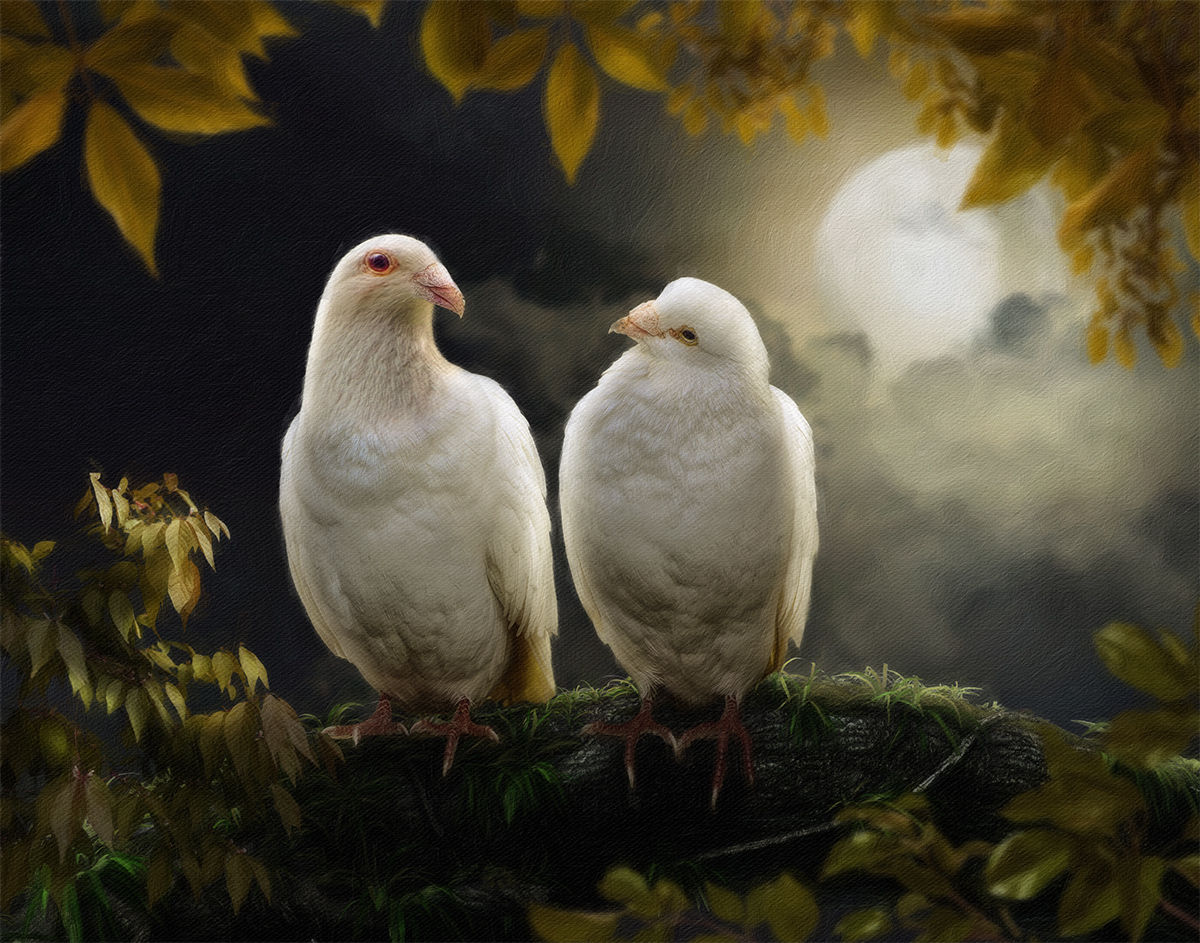 Lunar Embrace White Doves Wildlife Painting