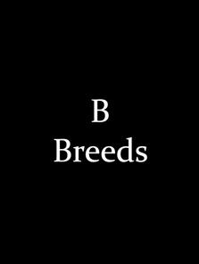 Dog Portraits for Breeds Starting with B
