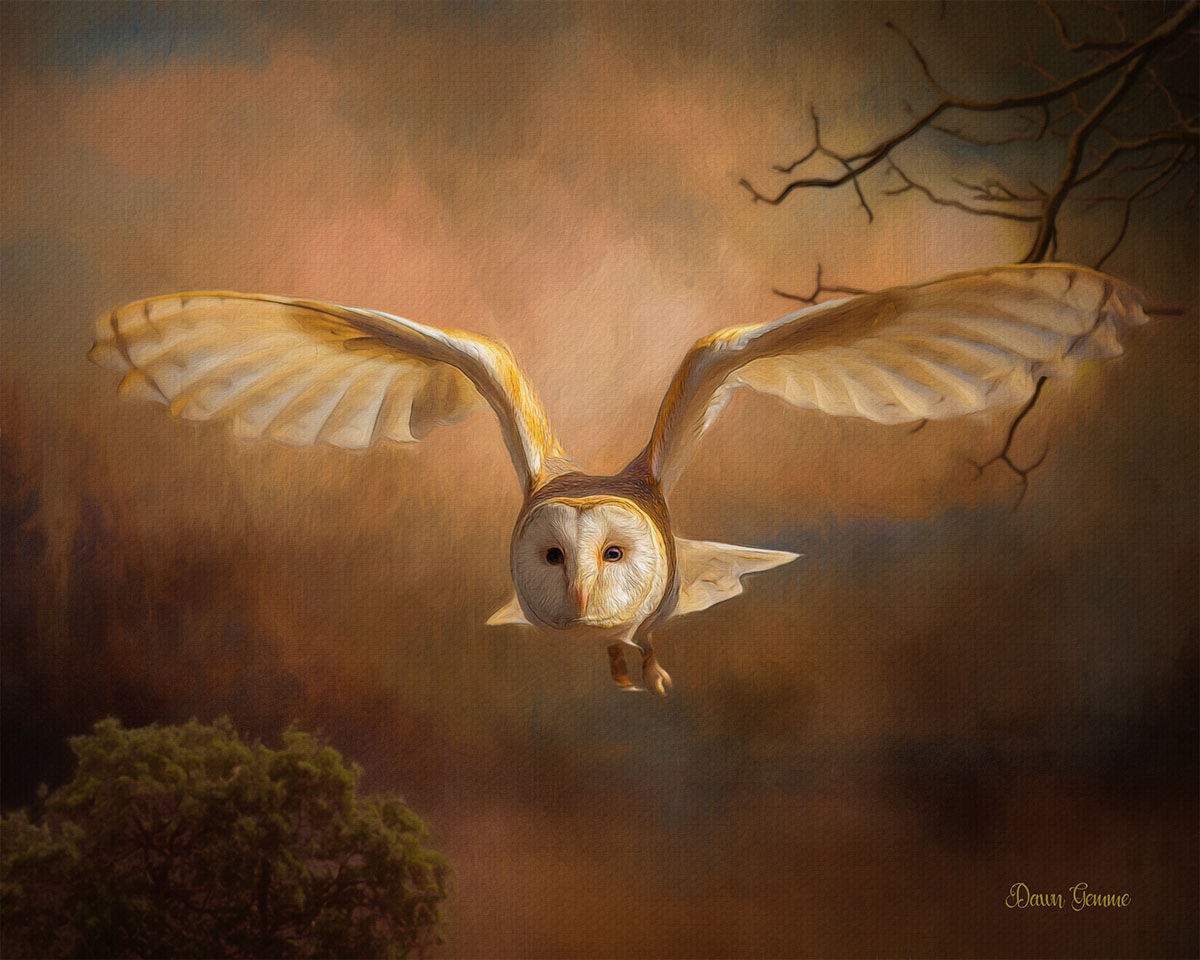Barn Owl In Flight Wildlife Digital Painting