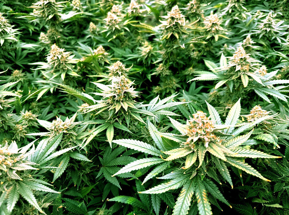 GeneralWeed.jpg