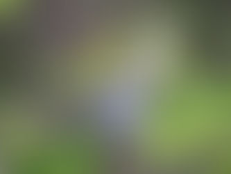 Hangi Tür Hangi Ağaca Aşılanır?