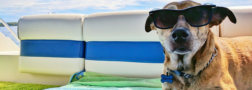 dog with sunglasses.jpg