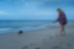 seagull beach on cape cod
