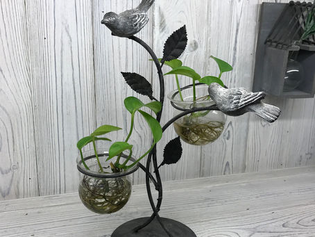 Bringing the Enchanting Forest Home: Crafting Your Own Tranquil Oasis