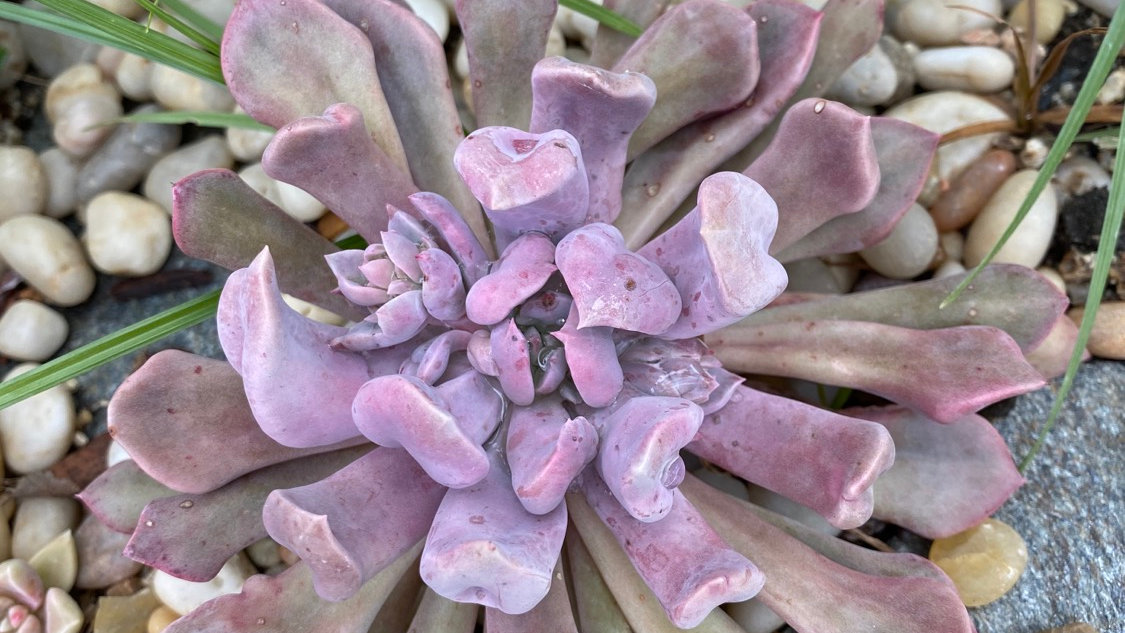 Echeveria Cupid Or Lilac Spoon Exoticsucculents Echeveria Cupid Or Lilac Spoon
