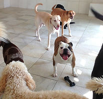 wilmette dog daycare winnetka dog daycare evanston dog daycare
