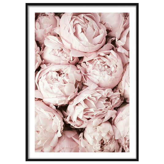 Poster pink peonies art print