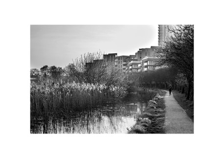 A black-and-white photograph of a peaceful wetland with tall reeds and a calm reflective body of water. A narrow dirt path runs alongside, where a solitary jogger is seen in motion. In the background, modern apartment buildings rise above the natural landscape, highlighting the contrast between urban expansion and preserved green spaces. Captured by Janusz Miarka.