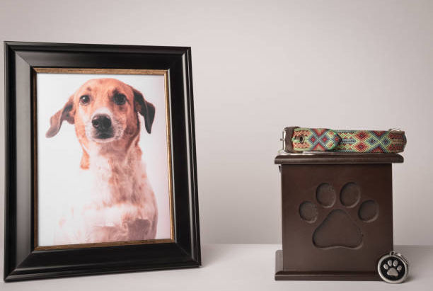 Comprehending Family Pet Crematories: A Thoughtful Goodbye for Your Cherished Companions