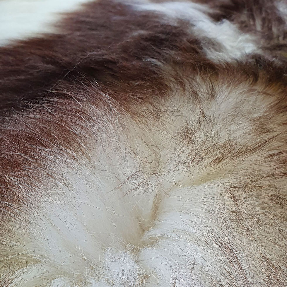 Miniaturbild: WEICHES DEKORATIVES ECHTES NATÜRLICH GEFLAMMTES SCHAFFELL