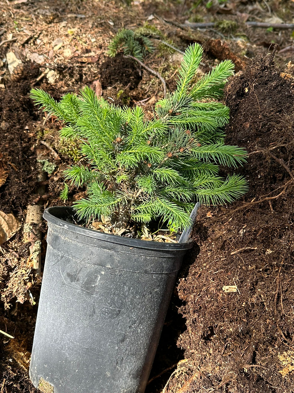 a sapling black spruce sits in a black pot atop a pile of mulch and dirt, waiting to be planted.