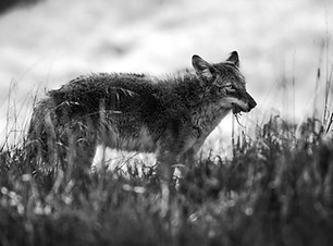 coyote-5.jpg