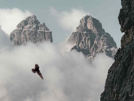 Kaczka czy orzeł? Kim chcesz być?