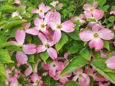 Primavera, il lento risveglio