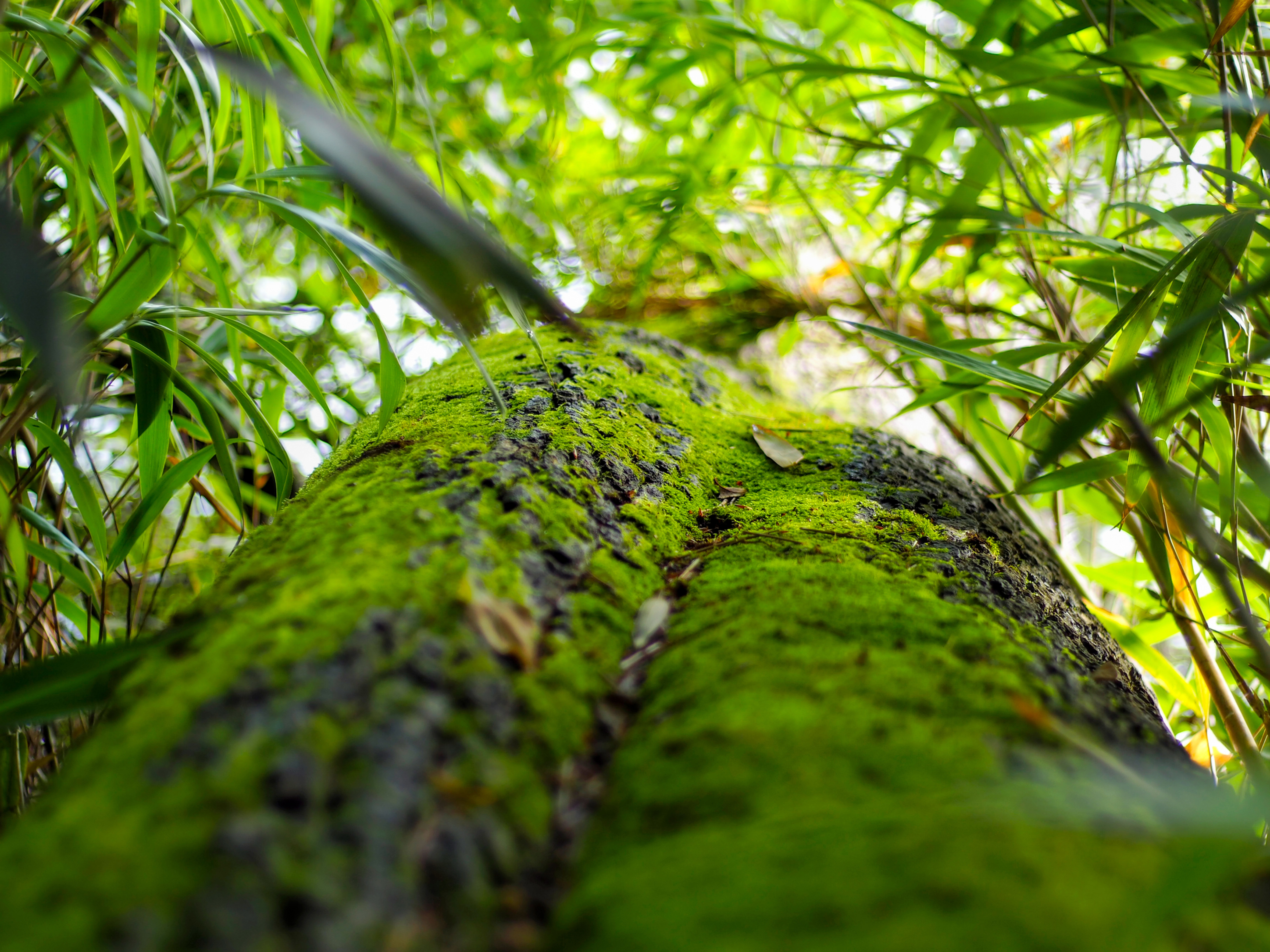 TIRAGE nature verte