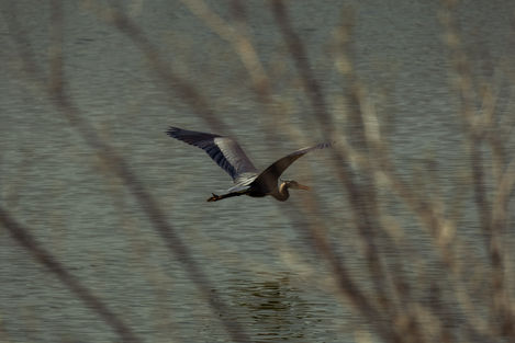 Crane Behind the Grass