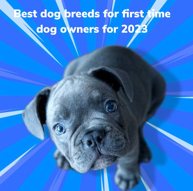 The Best Dog Breeds for First-Time Dog Owners: A Comprehensive Guide for Apartment Living in 2023
