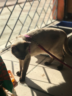 1D Roberta jamilly, Shayane Santos Cruz, Larissa, Wanda e Maria luizaIMG_5448