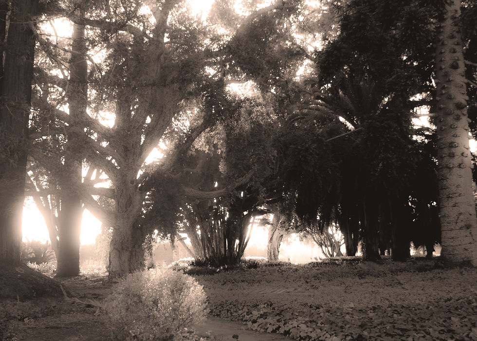 Goleta_CorkTree
