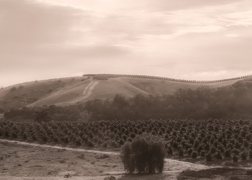Goleta_Orchard